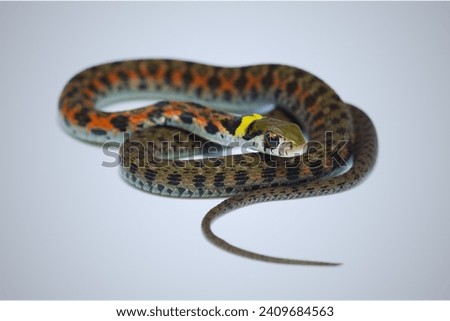 Tiger Keelback (Rhabdophis tigrinus): This snake is found in parts of Asia, including Japan and China.