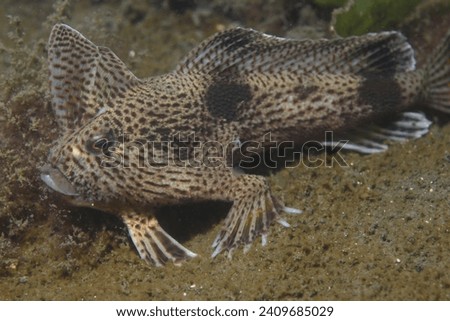 Red Handfish (Thymichthys politus): This fish is found off the coast of Tasmania, Australia, and is known for its unique method of "walking" on the ocean floor using its pectoral fins. Royalty-Free Stock Photo #2409685029