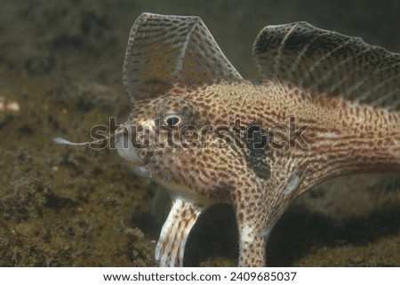 Red Handfish (Thymichthys politus): This fish is found off the coast of Tasmania, Australia, and is known for its unique method of "walking" on the ocean floor using its pectoral fins. Royalty-Free Stock Photo #2409685037