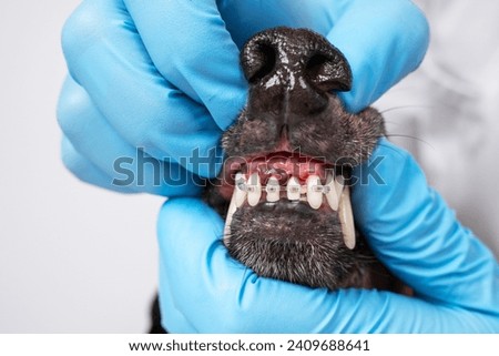 Hands of a dentist, orthodontist doctor in gloves open the mouth of a dog with braces on its teeth, checks Correction of teeth bite in animal in veterinary clinic Straightening of fangs in pets Royalty-Free Stock Photo #2409688641