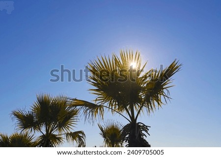 Palm trees in the rays of the sun. Coconut palm tree with blue s Royalty-Free Stock Photo #2409705005