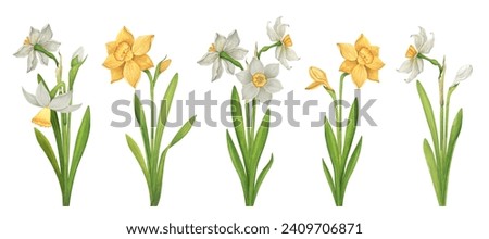 Watercolor set of white and yellow daffodils. Collection of spring flowers, buds and leaves in vintage style