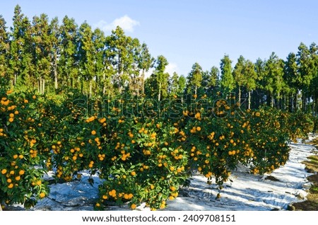 Plantation agriculture of hallabong mandarin oranges fruits plant tree in Jeju garden park at Jeju do island, South Korea.