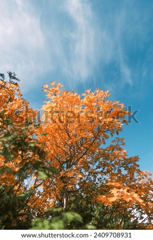 Autumn leaves of Mt. Kurikoma, Japan Royalty-Free Stock Photo #2409708931