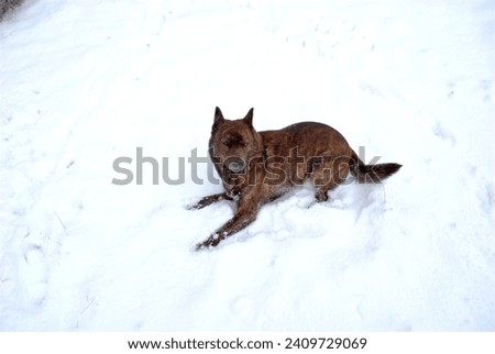 A pet dog playing in the snow in the garden.