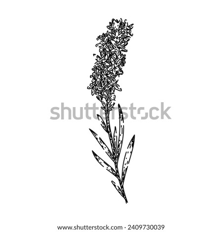 lavender lavender hand drawn. plant vector, provence vintage, herb floral lavender lavender vector sketch. isolated black illustration