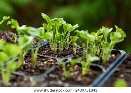 Seedling tray full of young sprouting Ranunculus plants. Persian buttercup ranunculus seedlings in a propagation tray. Royalty-Free Stock Photo #2409751841