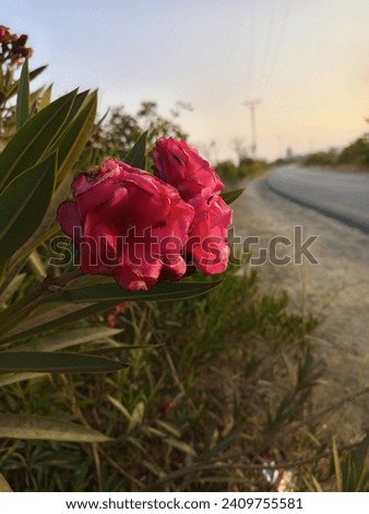 Beautiful flower pic  giving good view of road 