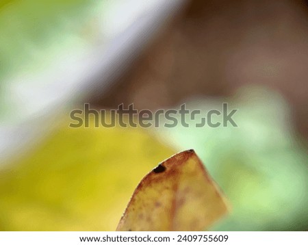 Leaf Photography (raw photos)
Storytelling, Macro photography