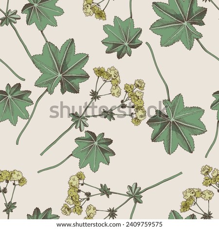 seamless pattern with medicinal plant Ladys mantle Royalty-Free Stock Photo #2409759575
