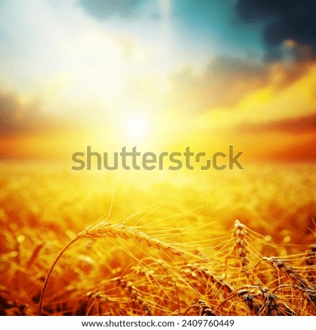 golden harvest in sunset. soft focus