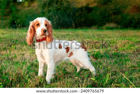 English cocker spaniel puppy standing sideways on green grass. The white dog turned its head. Stand. Hunter. Training. The photo is blurred. High quality photo