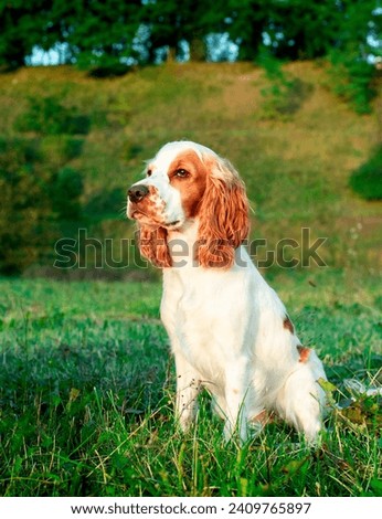 English cocker spaniel puppy sits on the grass. A white dog looks carefully ahead. Hunter. Training. The photo is blurred. High quality photo