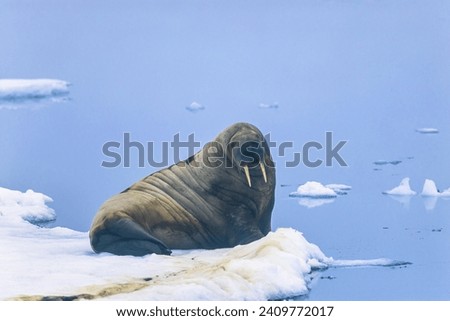 Walrus on a ice floe looking at the camera