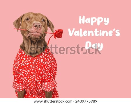 Happy Valentine's Day. Lovable dog and congratulatory inscription. Closeup, indoors. Studio shot. Congratulations for family, relatives, loved ones, friends and colleagues. Pets care concept Royalty-Free Stock Photo #2409775989