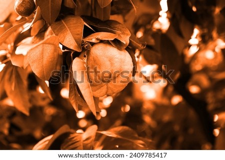 Orange in botanical garden, color tree, fruit and leaves, natural background for text, orange and brown photo