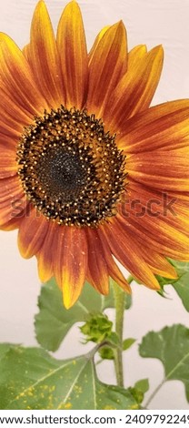 Sunflower click pictures nice view 