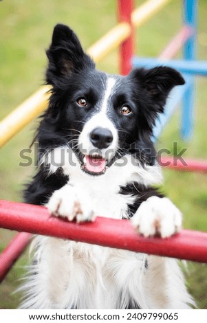 Beautiful portrait of the black and white border collie female dog in the middle of the colours.
