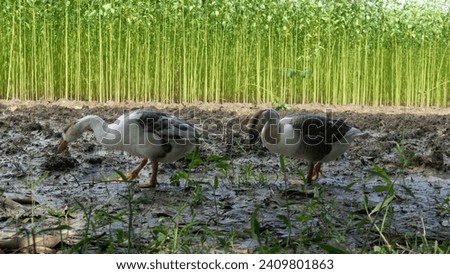 Two goose searching food on land.