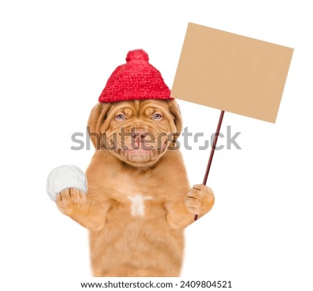 Smiling mastiff puppy wearing warm winter knitted woolen hat with pompon holds snowball and shows empty placard. Isolated on white background