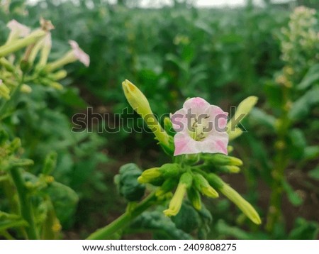 Nicotiana Tabacum flowers with blur background in the garden.  Soft focus.  Nature Background. Tembakau or bako.  Royalty-Free Stock Photo #2409808275