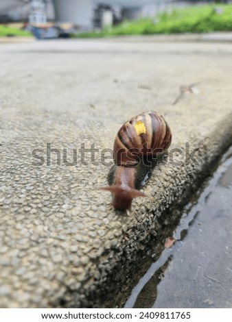 Common Garden Snail Near Water Source Royalty-Free Stock Photo #2409811765