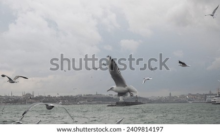 hundreds of seagulls flying in the air during early in the morning on Kadikoy coast in Istanbul. Dramatic sky with cloudscape
