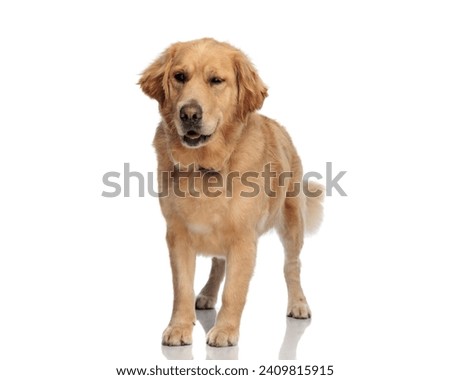cute goldie dog sticking out tongue and panting while looking to side and standing in front of white background Royalty-Free Stock Photo #2409815915
