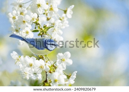 Little bird perching on branch with white flowers of blossom cherry tree. The blue tit. Spring background Royalty-Free Stock Photo #2409820679