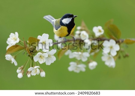Little bird perching on branch with white flowers of blossom cherry tree on green background. The great tit. Spring background