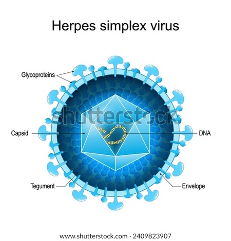 Basic Structure of Herpes Simplex Virus for HSV-1 and HSV-2. Close-up of a Virion anatomy. magnified of Human alphaherpesvirus. Vector diagram Royalty-Free Stock Photo #2409823907
