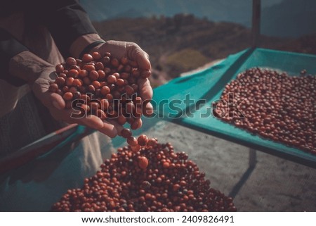 The famous Yemeni coffee beans, which are grown in the mountains of Yemen. Royalty-Free Stock Photo #2409826491