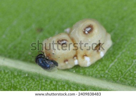 Pteromalid parasitoid Scutellista caerulea (wasp parasitoid) after leaving the host body - Ceroplastes rusci Fig wax scale. Natural enemy. Royalty-Free Stock Photo #2409838483