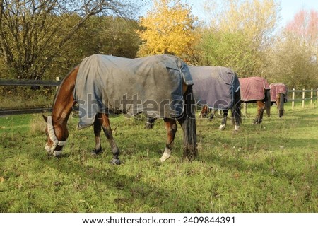 Autumn time. Horses in blankets. Cape to retain heat and absorb moisture. Out to pasture, walking.
 Royalty-Free Stock Photo #2409844391