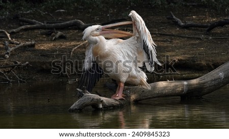 Pelicans (genus Pelecanus) are a genus of large water birds that make up the family Pelecanidae. They are characterized by a long beak and a large throat pouch. Royalty-Free Stock Photo #2409845323