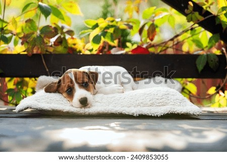 Tiny Jack russell terrier pup sleeping on terrace during autumn season. Orange leaves on background. Dogs and pets photography