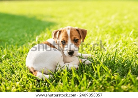 Two months old Jack Russel Terrier puppy laying on green grass on the backyard. Dogs and pets photography