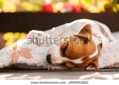 Jack russell terrier puppy on white carpet outdoor. Autumn scene. Dogs and pets photography