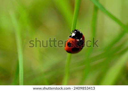 the ladybird in the garden 