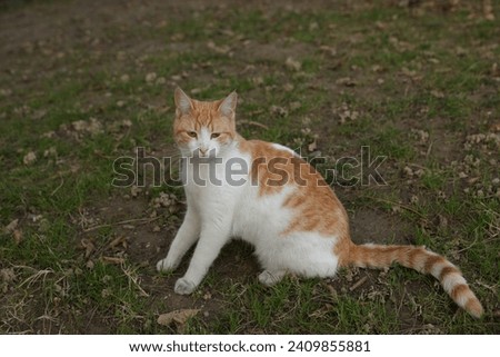 Photo of cute cat outdoors in nature