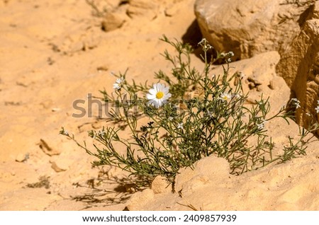 white daisies on the sand in the desert close up