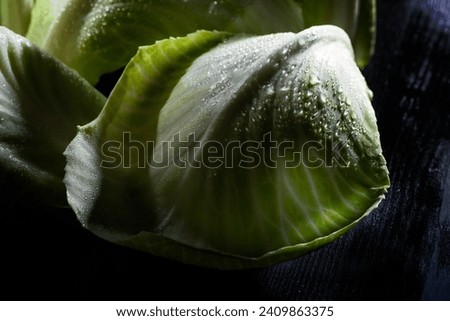wet green cabbage leaves drops