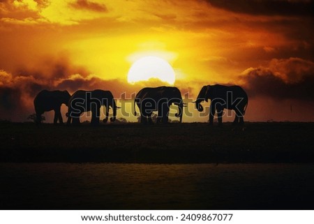Evening silhouette over sunset of African Elephant, Botswana. Africa safari wildlife