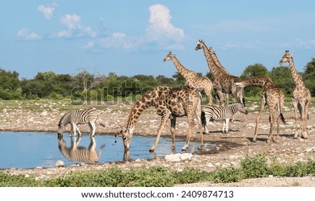 Giraffes at the waterhole, drinking