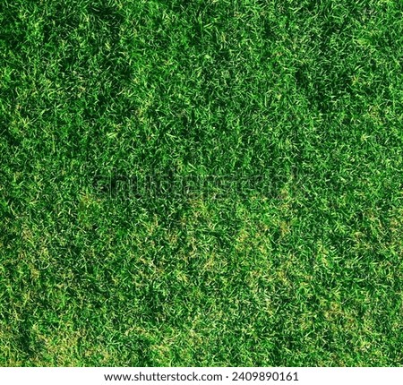 Green Grass Texture Background Top View