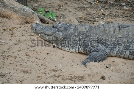 A beautiful picture of a nile crocodile laying in front of a pond, in mahabalipuram, India