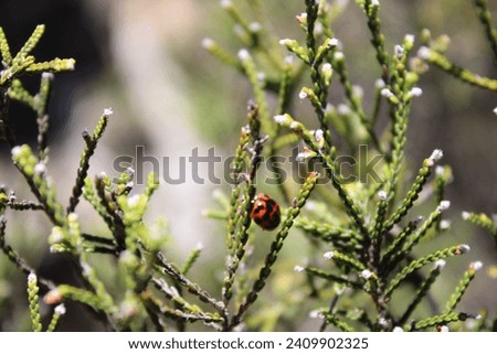 lady bug closeup picture. wildlife in mpumalanga