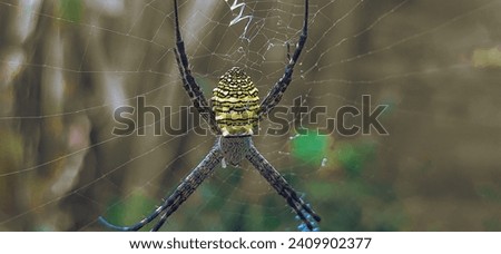 yellow signature spider in a web with a blurred background in a clean HD image  