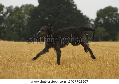 Irish wolfhound running on field Royalty-Free Stock Photo #2409902607