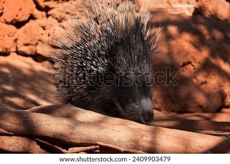 North African wildlife theme:  African Crested Porcupine, Hystrix Cristata,  animal with entire body covered with spines. Porcupine in rocky environment of arid desert.    